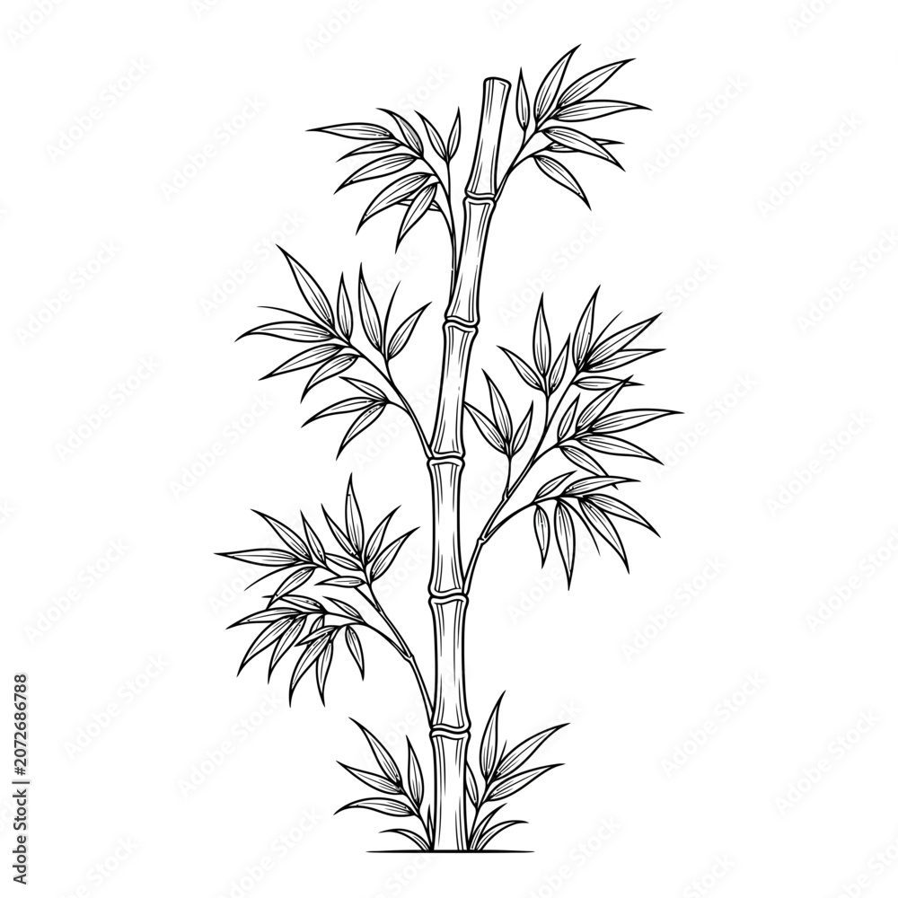 Fototapeta premium Bamboo Plant Illustration