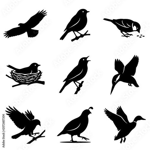 Foto Bird Silhouettes Collection Black Shapes On A White Background Ornithological Il