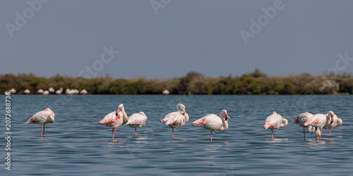 Group of Greater flamingos (Phoenicopterus roseus) in the shallow water of a lagoon in the Camargue, France.