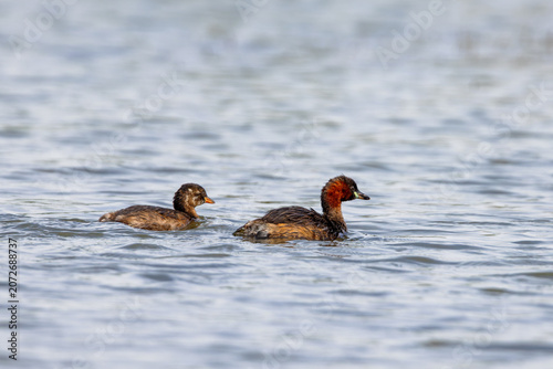 Two Little grebes (Tachybaptus ruficollis) swimming in a lagoon in the nature protection area Marais du Vigueirat in the Camargue, France.