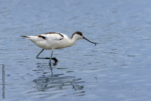 Pied avocet (Recurvirostra avosetta) searching for food in a lagoon in the Camargue, France.