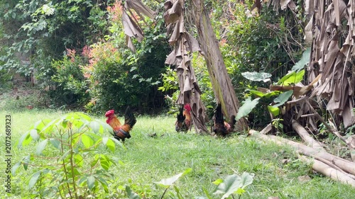 a group of rooster foraging in nature, red junglefowl walking in green grass and near banana trees, free range chicken behaviour footage