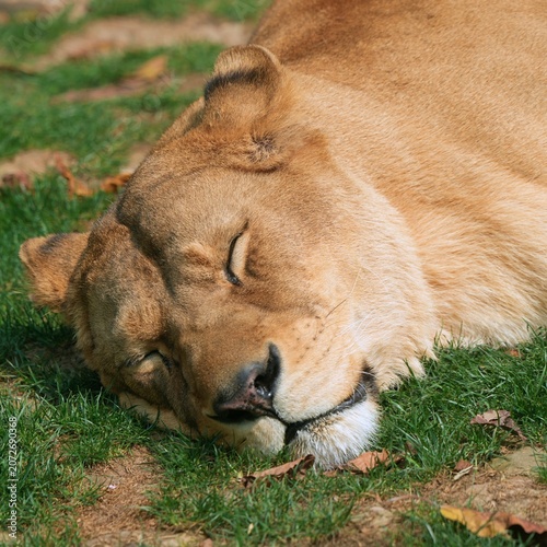 lion resting in the grass, close up lioness sleeping on the ground in the afternoon, portrait of lioness head
