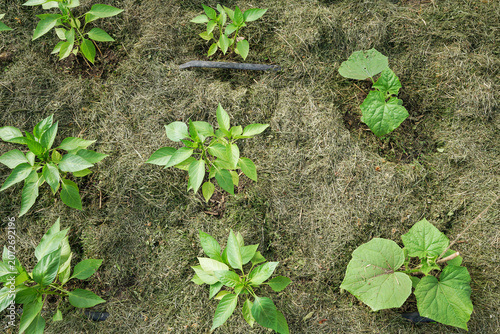 Schilderij op canvas Young green vegetable seedlings of pepper and cucumber growing in a backyard garden bed heavily mulched with dry mown grass