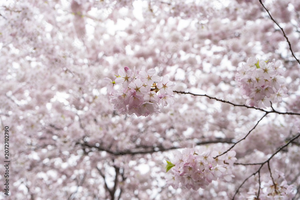 Naklejka premium Soft pink sakura blossoms with a blurred floral background. This close-up spring photograph conveys tenderness, freshness, and the fleeting beauty of cherry blossom season.