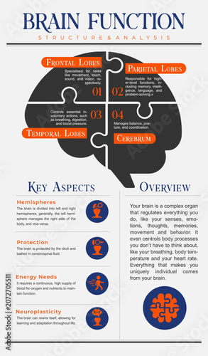 Brain Function Infographic, Human Brain Anatomy Structure Vector, Neuroscience Educational Template