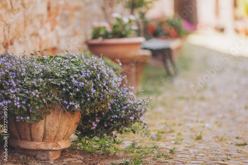 Charming cobblestone pathway adorned with vibrant flowers in rustic pots, inviting serenity and simple beauty