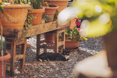 Sunlight dances on a playful garden scene with a relaxed black and white cat lounging peacefully among vibrant flower pots