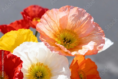 Vibrant Poppy Blossoms in Full Bloom