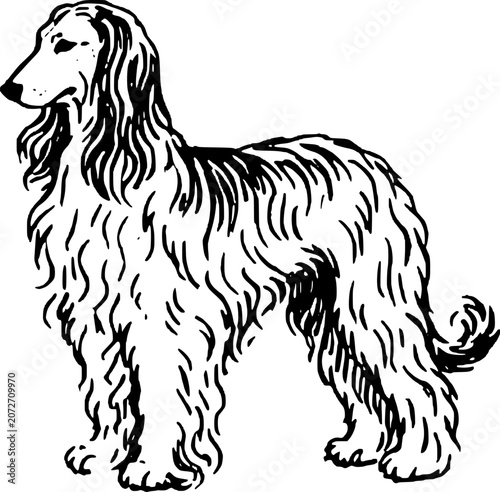 Hand Drawn Afghan Hound Dog Vector Illustration
