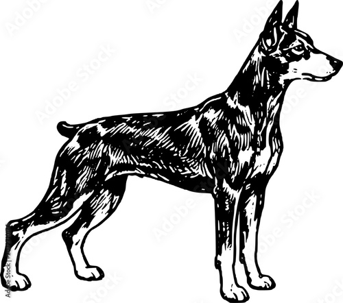 Hand Drawn Doberman Pinscher Vector Illustration