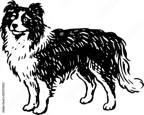 Hand Drawn Border Collie Dog Vector Line Art