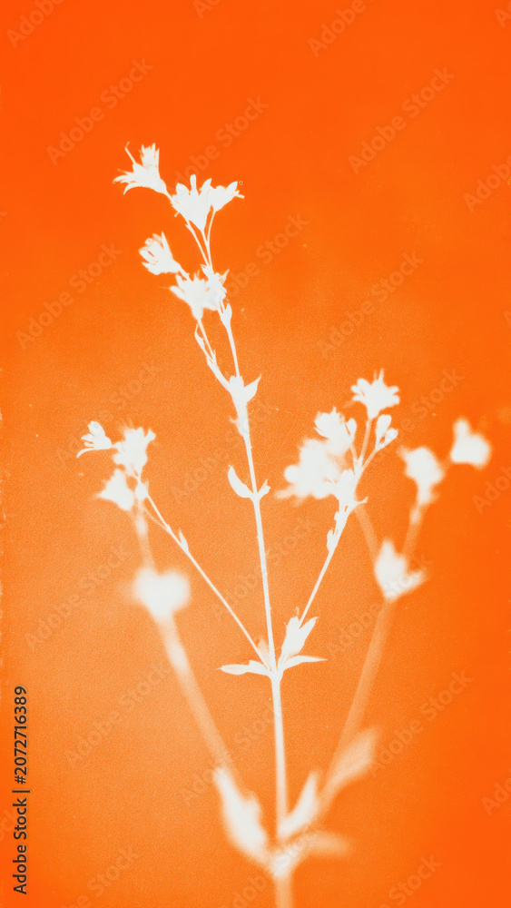 Obraz premium Silhouette flowers on orange background.