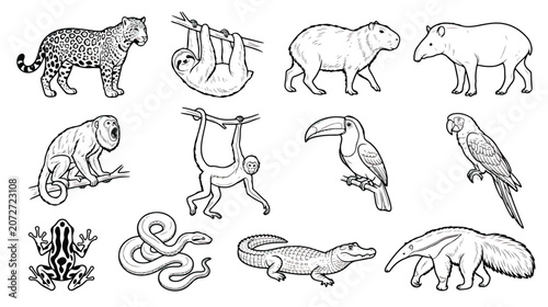Canvas Print South American jungle animals vector set, black and white rainforest wildlife il