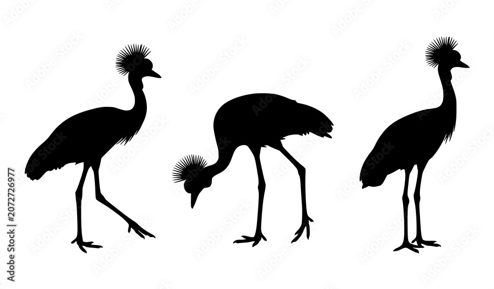 Obraz premium African Grey Crowned Crane Silhouette Collection Wildlife Bird Vector Set Isolated