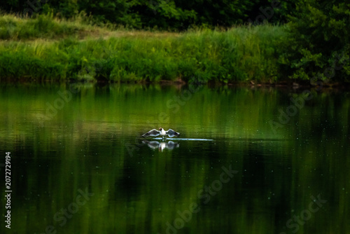 Obraz na płótnie The gull rides a ground effect cushion and slides along the lake skin