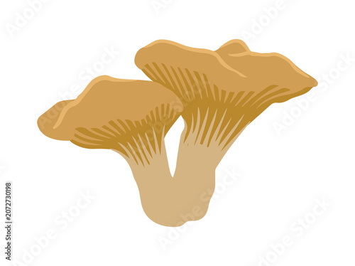 Chanterelle Cantharellus Cibarius Mushroom Illustration