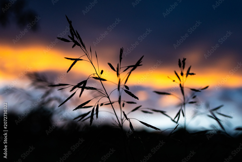 Obraz premium Sharp silhouettes of meadow stems rise against a molten sky. Layers of orange and blue shape the sunset while the delicate forms hold stillness grace and a wild hush.