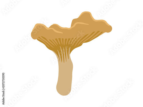 Chanterelle Cantharellus Cibarius Mushroom Illustration