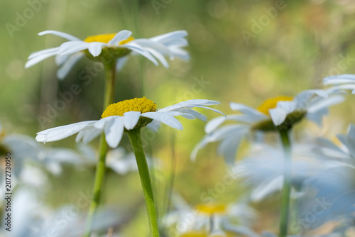 Cuadro en lienzo White oxeye daisies flowering in a natural meadow with soft background blur