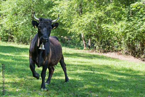 Obraz na plátne Black cow walking through a green pasture on a sunny summer day