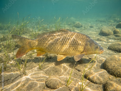 Common carp swimming underwater in a clear freshwater lake