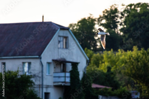 Foto A gull passes a quiet house at the lakeside its wings catching a rim of light