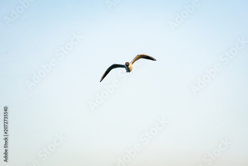 Фотография A lone gull climbs through open sky with wingtips curved upward and pale light t
