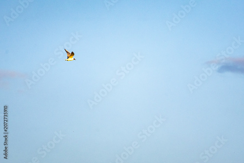 Принти на полотні Tiny speck of a gull crosses an endless blue sky minimal and airy with just a hi