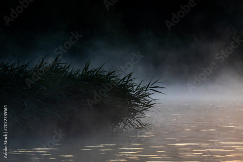 Foto Low fog drifts across still water while tall reeds shape a dark silhouette at the edge