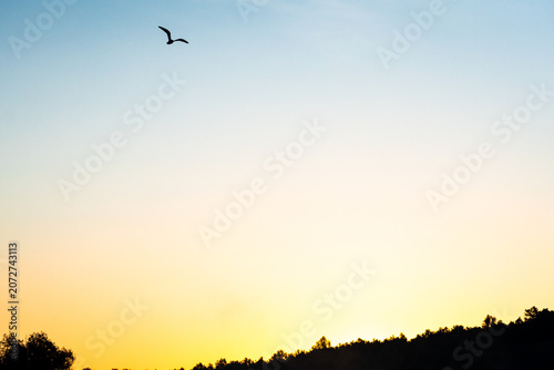 Photos A graceful bird sweeps across a pale dawn sky above a dim ridge