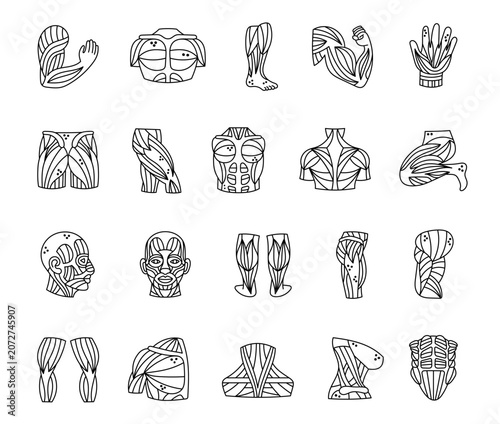 Muscles body anatomy set featuring biceps triceps shoulders forearms hands chest abdomen back neck thighs calves gluteus profiles physiology