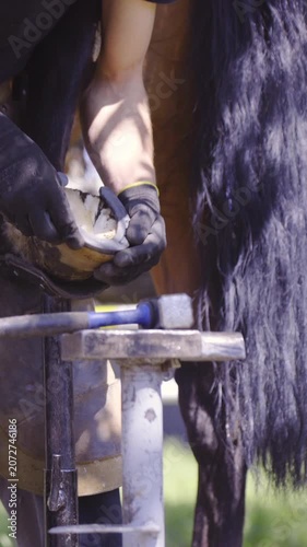 Blacksmith hammer horseshoe with anvil and try on hoof