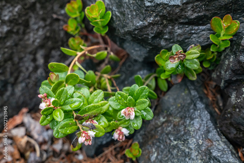 Obraz na płótnie Vaccinium vitis-idaea is a small evergreen shrub in the heath family, Ericaceae