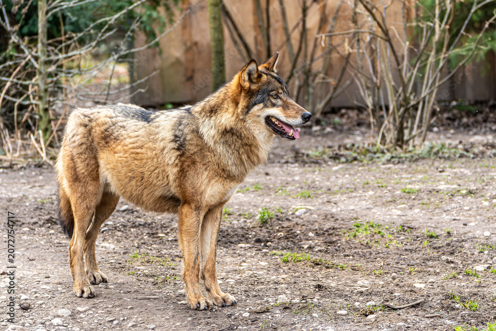 Fototapeta premium European Grey Wolf, Canis lupus swimming in a water pond