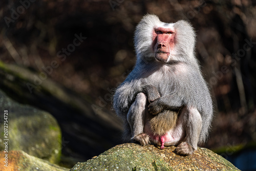 Canvas Print The hamadryas baboon, Papio hamadryas is a species of baboon
