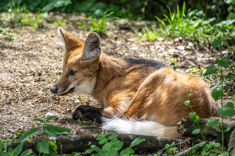 Obraz premium The Maned Wolf, Chrysocyon brachyurus is the largest canid of South America