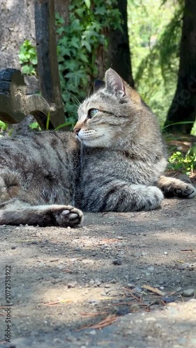 cat in the forest
