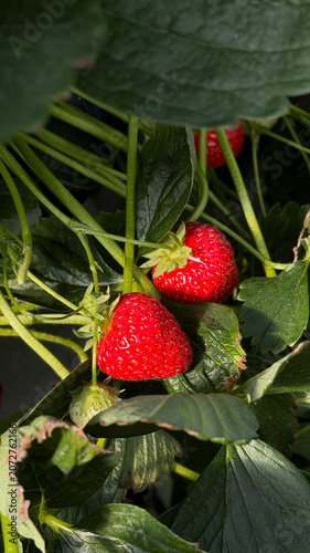 Fresh red strawberries growing on green leafy plants in a garden, showcasing ripe fruit ready for harvest under natural sunlight