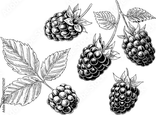 Detailed hand-drawn of fresh blackberries with leaves isolated on a plain white background
