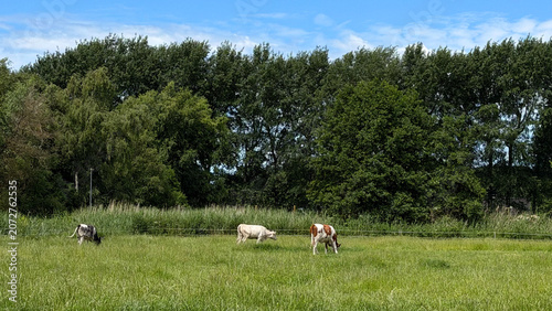 Three cows grazing in a lush green field with tall grass and trees under a clear blue sky in a rural landscape setting