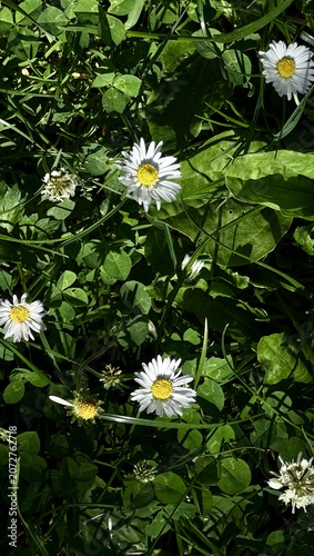 White daisies and green clover leaves growing together in a lush garden setting under bright sunlight, showcasing vibrant natural flora and diverse plant life