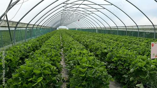 Greenhouse interior filled with rows of healthy strawberry plants growing under a transparent plastic roof, showcasing a well-maintained agricultural environment