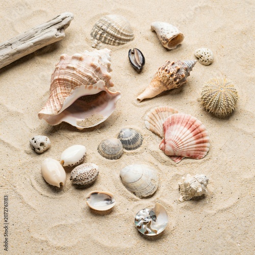 A collection of various seashells, a piece of driftwood, and a sea urchin shell arranged on a textured sandy beach surface down view