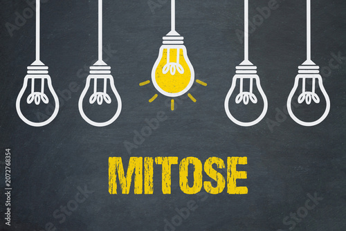 Mitose