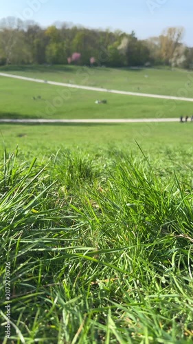 Vertical video of grass close up in public park