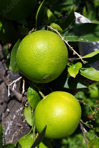 Orangen vor dem Pflücken an einem Ast 