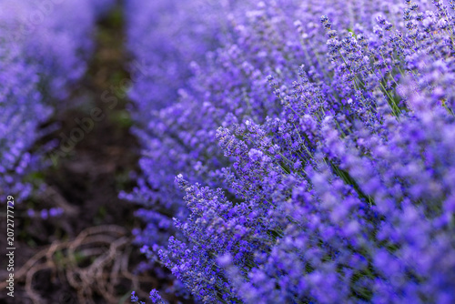 Beautiful Lavender Flower Close Up, Fragrant Purple Lavender Blossom in Bloom, Aromatic Medicinal Plant, Summer Garden Floral Nature Background