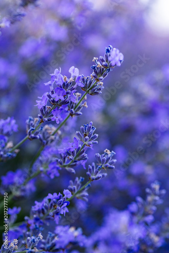 Beautiful Lavender Flower Close Up, Fragrant Purple Lavender Blossom in Bloom, Aromatic Medicinal Plant, Summer Garden Floral Nature Background