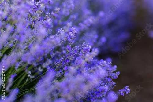 Beautiful Lavender Flower Close Up, Fragrant Purple Lavender Blossom in Bloom, Aromatic Medicinal Plant, Summer Garden Floral Nature Background